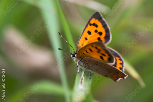 Small copper butterfly (Lycaena phlaeas) perched on grass. Small butterfly in the family Lycaenidae at rest, showing striking orange markings