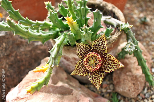 Stapelia flower