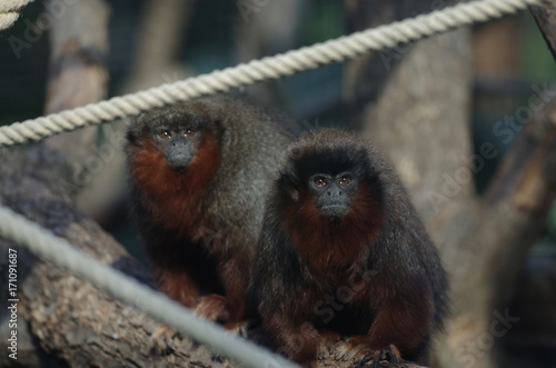 Tamarins Titi photo