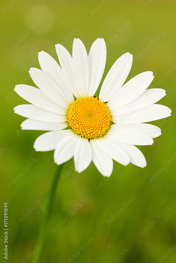 Fototapeta premium Daisy - White flower marguerite