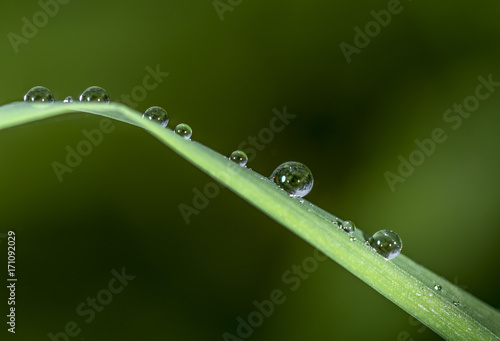 rain drops on bamboo leaf green back ground