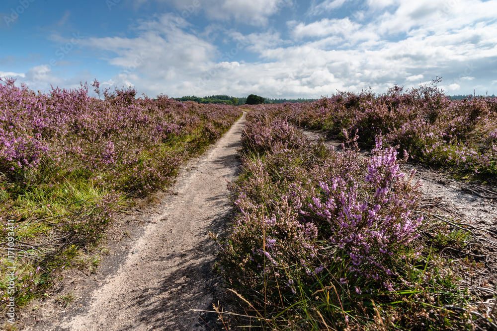 Fototapeta premium Flowering heathlands in the Netherlands