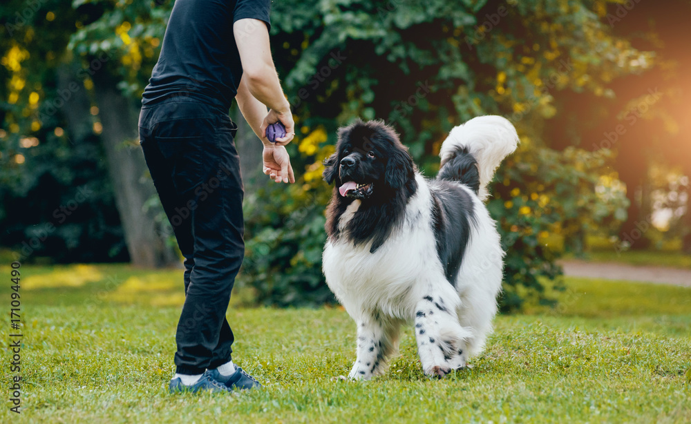 Newfoundland dog plays with man and woman in the park Newfoundland dog plays with man and woman in the park