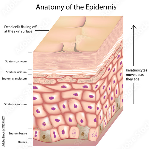 3d anatomy of layers of the epidermis photo