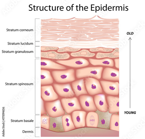 Epidermis of the skin photo