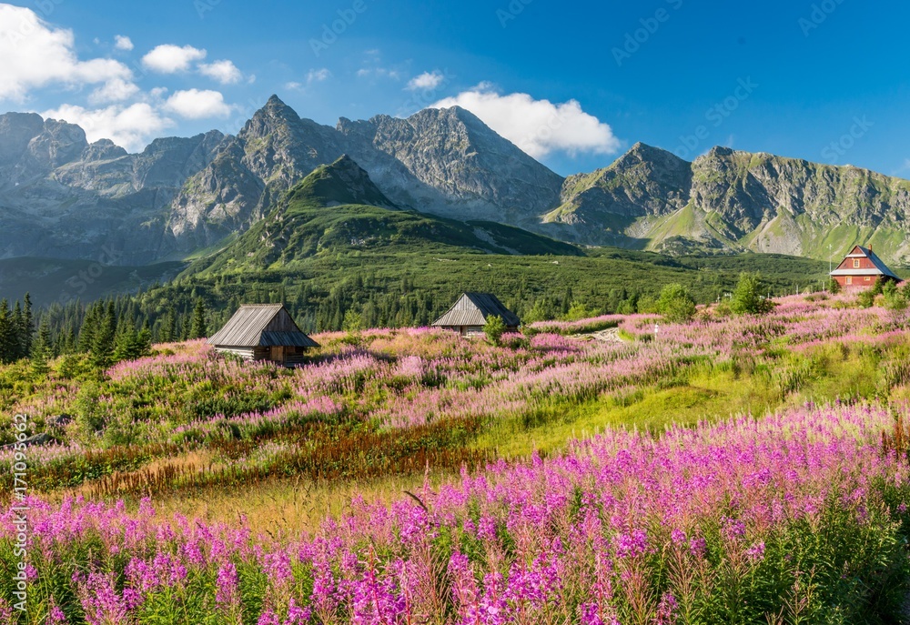Obraz premium Tatry, krajobraz Polski, kolorowe kwiaty i domki w Hali Gąsienicowej, lato
