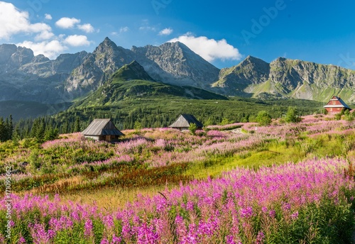 Fototapeta Naklejka Na Ścianę i Meble -  Tatra mountains, Poland landscape, colorful flowers and cottages in Gasienicowa valley (Hala Gasienicowa), summer