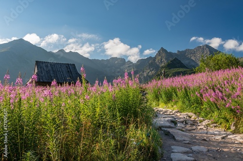 Tatra mountains, Poland landscape, colorful flowers and cottages in Gasienicowa valley (Hala Gasienicowa), summer tourist trail