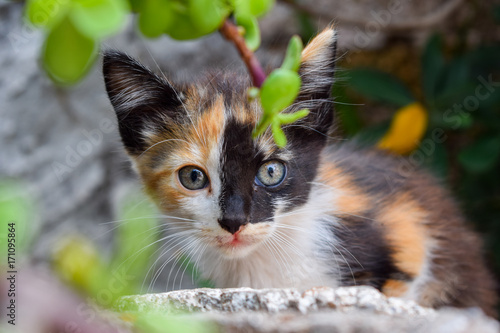 un chat dans le jardin 