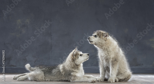 Portrait of four-month old alaskan malamute puppys closeup in studio © serhii