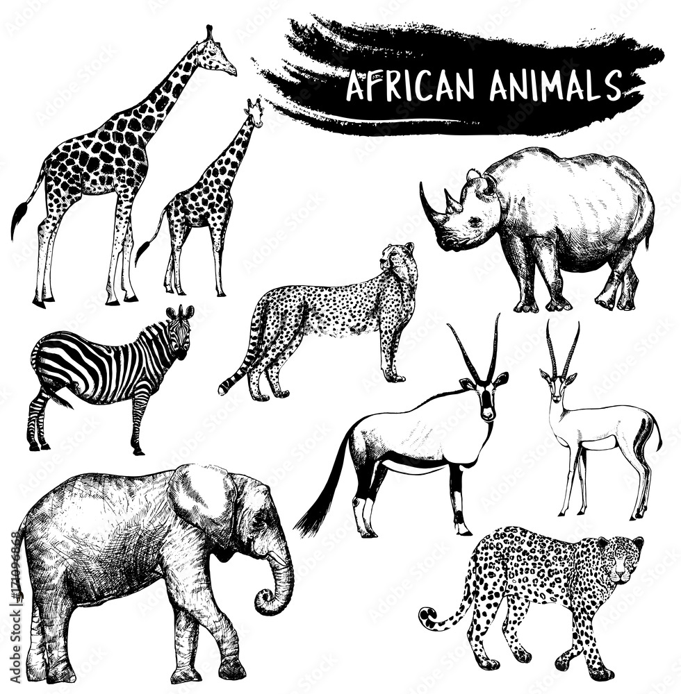 Hand drawn sketch set of African animals - giraffe, zebra, elephant,  cheetah, oryx, leopard, gazelle and rhino. Vector illustration isolated on  white background. Stock Vector | Adobe Stock