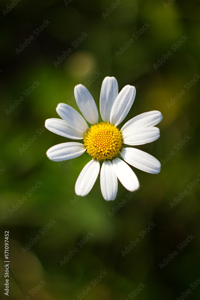 Fototapeta premium Daisy - White flower marguerite