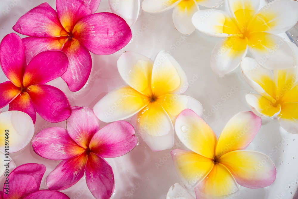 plumeria or frangipani flowers plumeria or frangipani flowers