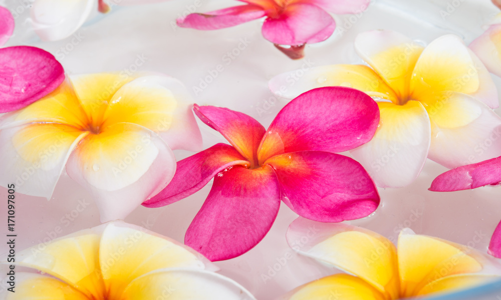 Fototapeta premium plumeria or frangipani flowers