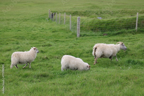 Iceland Sheep grazing