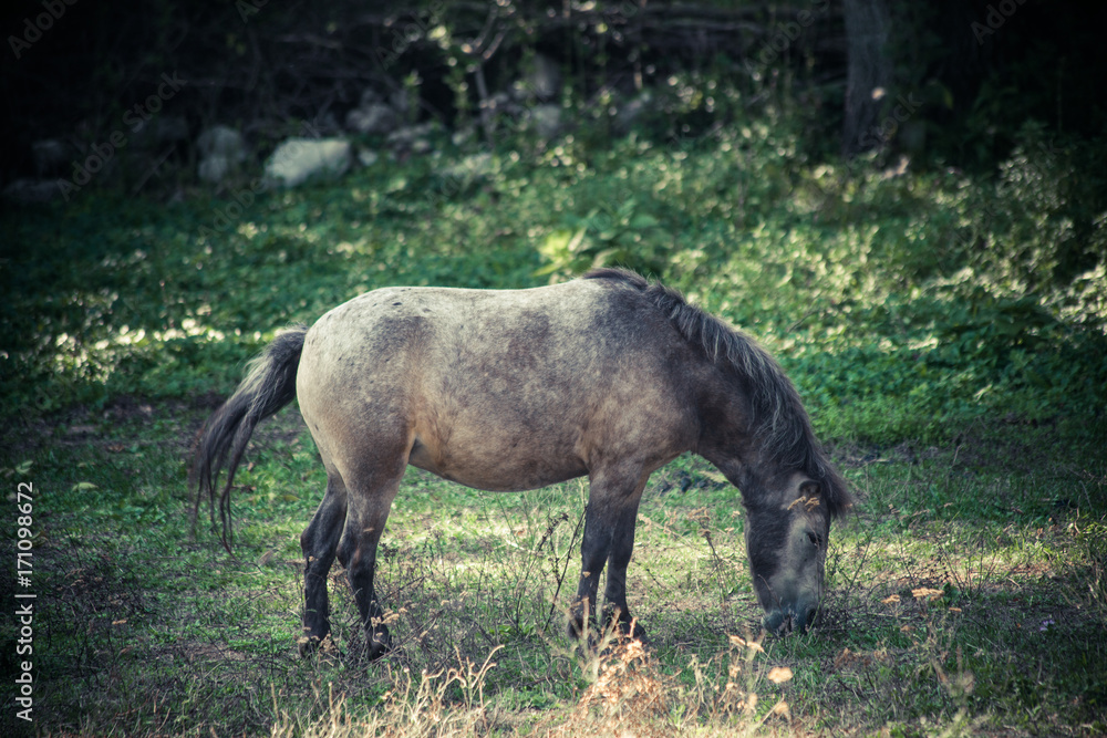 Fototapeta premium small mountain domestic horse graze on pasture