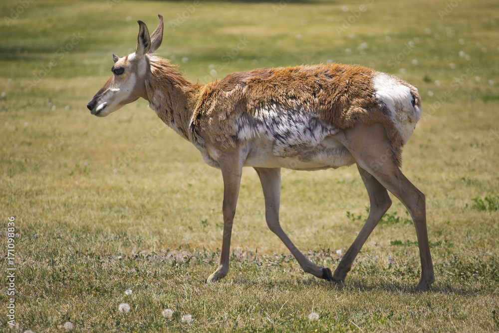 Antelope Antelope