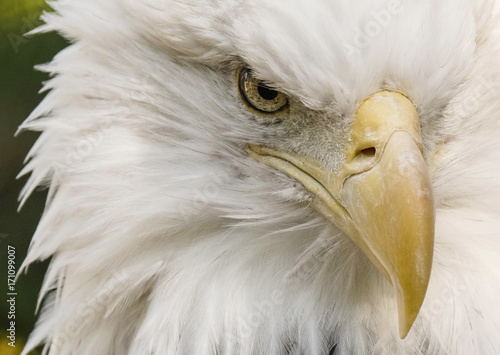 American Bald Eagle - Portrait