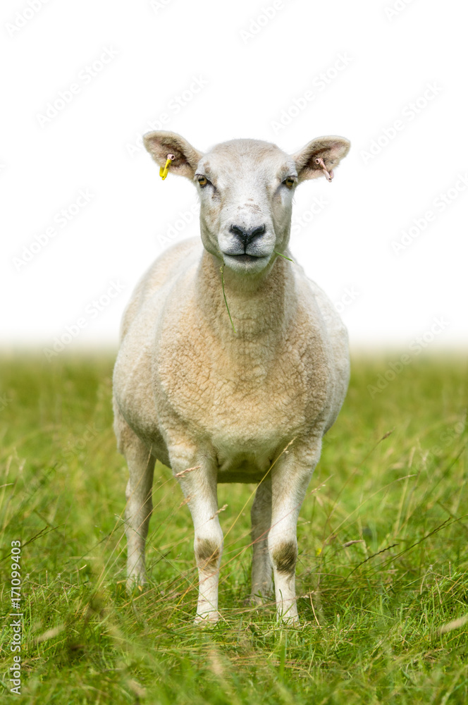 Isolated Sheep In Grass