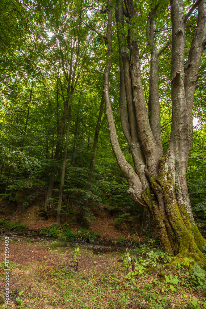 huge old beech tree in Nature Reserve rainforest Vinatovaca in Serbia