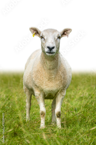 Isolated Sheep In Grass