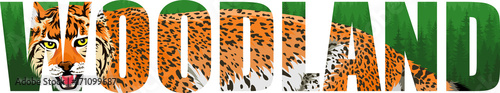 vector woodland illustration with wild lynx