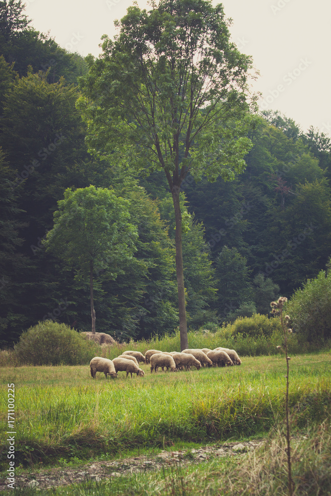 Obraz premium small sheep flock grazing on meadow near the wood