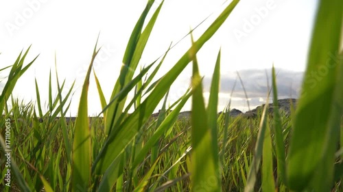 Rye blowing in the wind photo