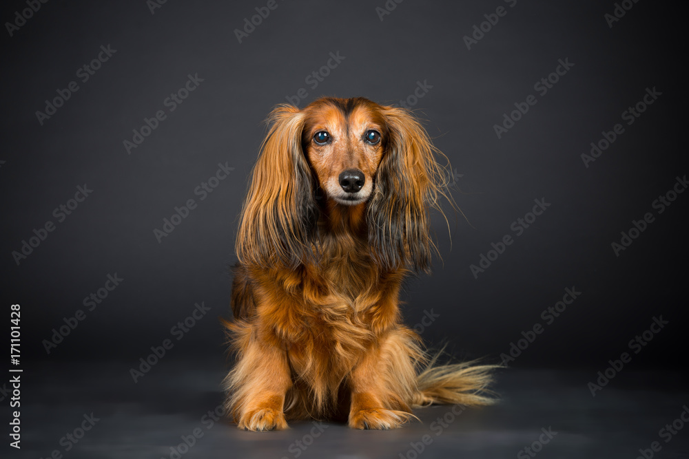 Fototapeta premium Dackelmix im Studio