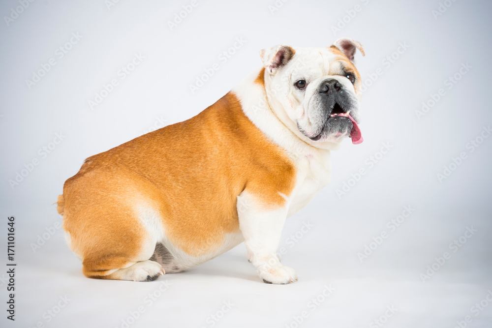 Docke Bulldogge im Studio