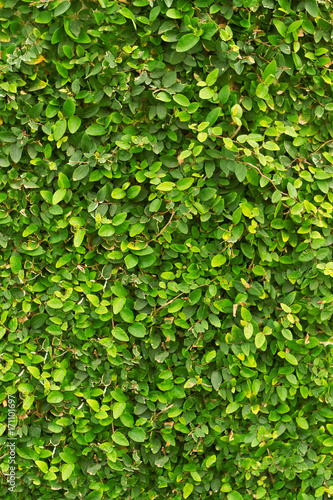 Wallpaper Mural Green wall background. Torontodigital.ca