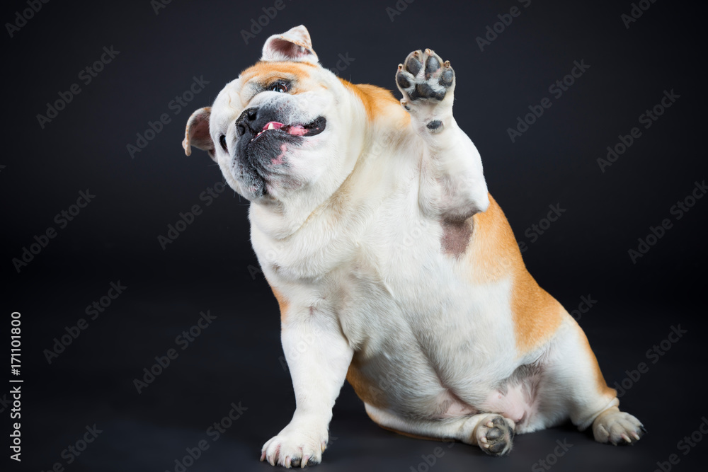 Obraz premium Docke Bulldogge im Studio
