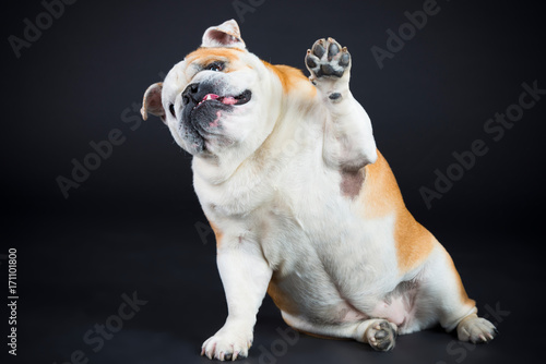Docke Bulldogge im Studio