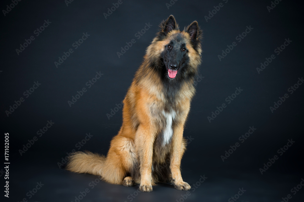 Schäferhund mix im Studio Schäferhund mix im Studio