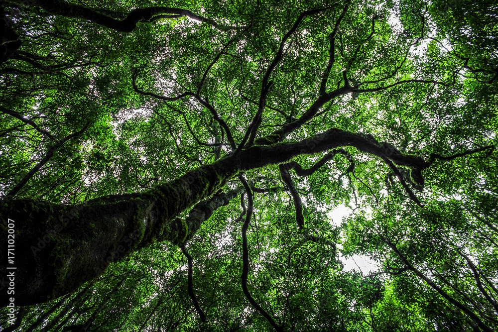 Naklejka premium Árvore da Vida