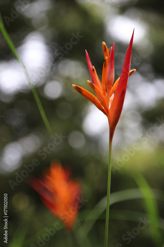 Fleur exotique