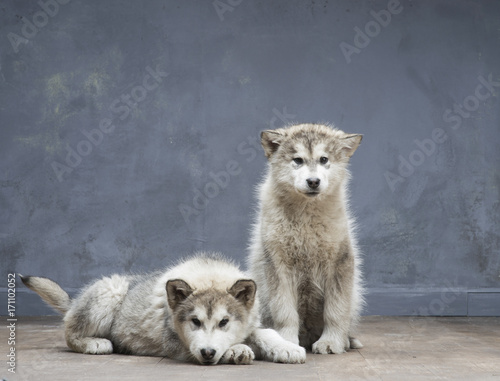 Portrait of four-month old alaskan malamute puppys closeup in studio