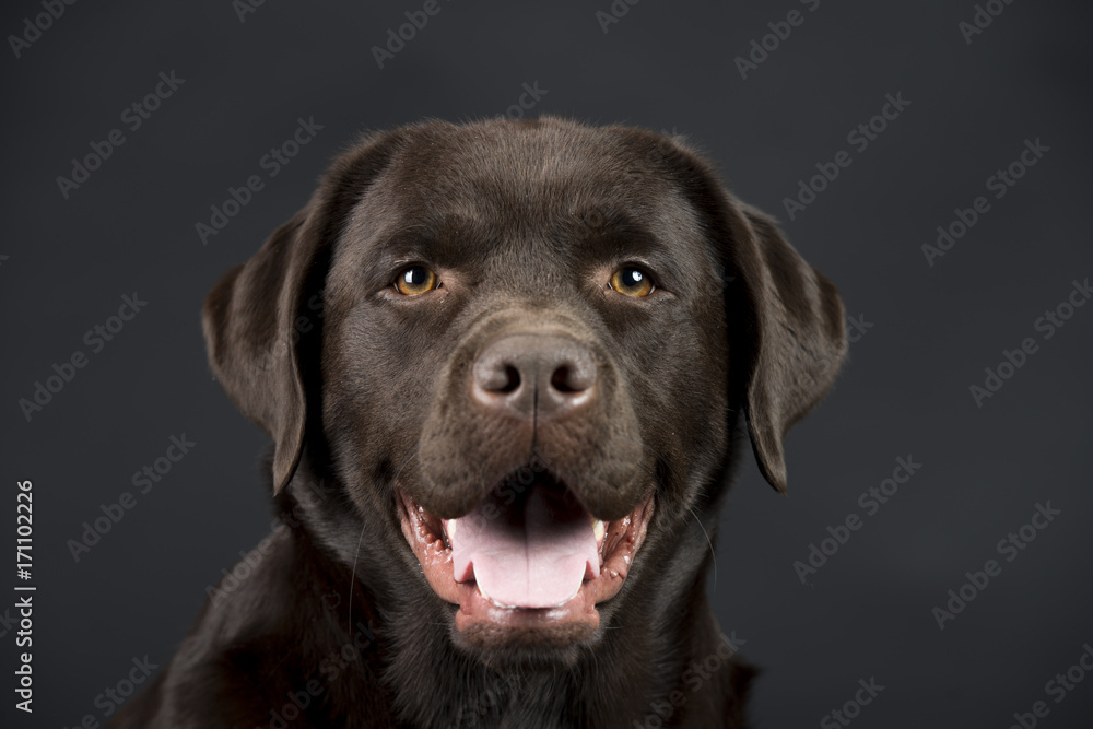 Brauner eleganter Labrador im Studio Brauner eleganter Labrador im Studio