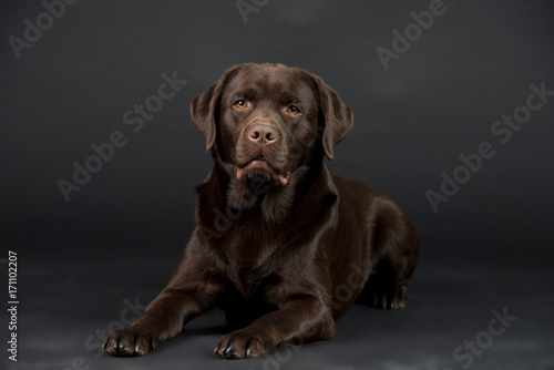 Brauner eleganter Labrador im Studio