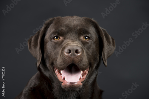 Brauner eleganter Labrador im Studio