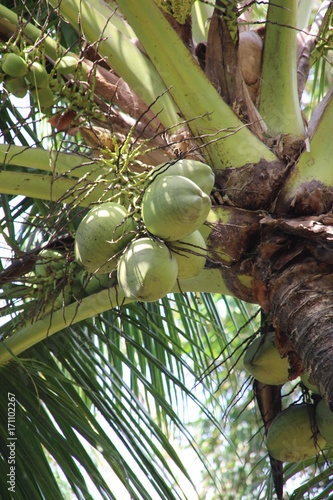 Noix de coco