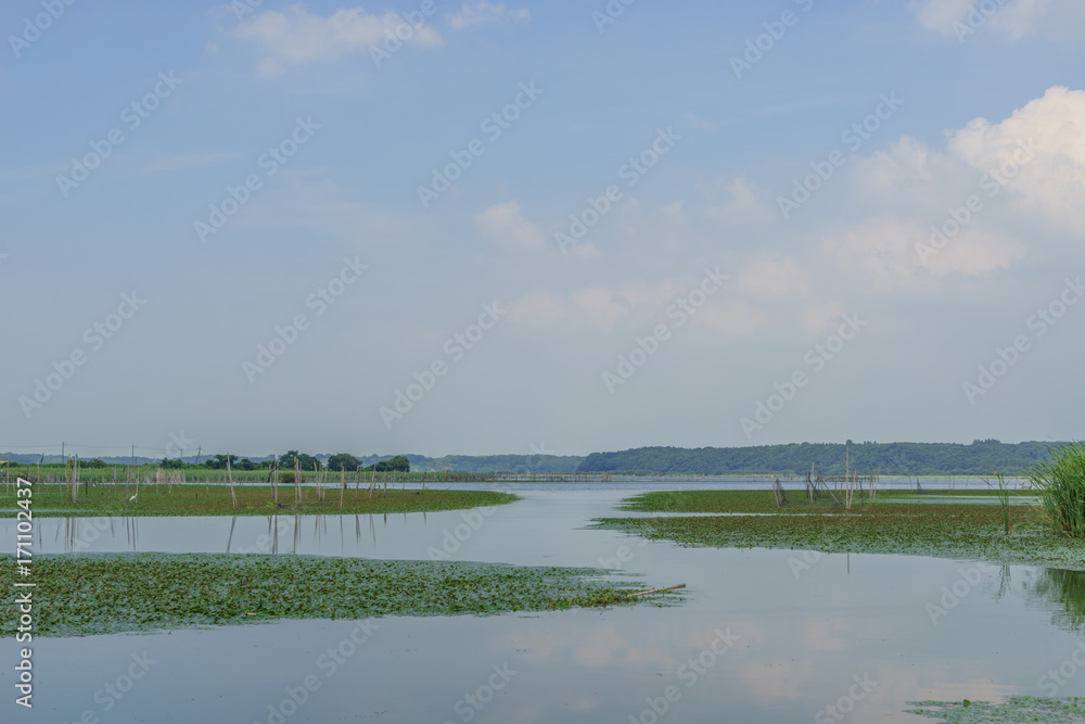 夏の印旛沼の風景 夏の印旛沼の風景
