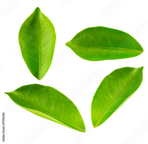 Collage of beautiful green leaves isolated on white background