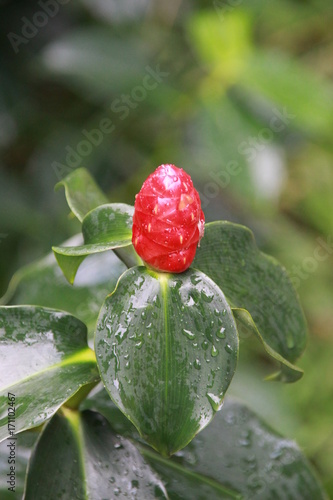 Ginger rouge