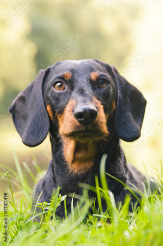 Portrait dachshund in nature