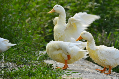The ducks © qiujusong