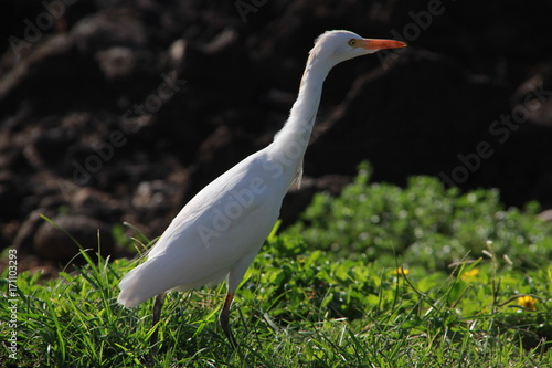 Aigrette
