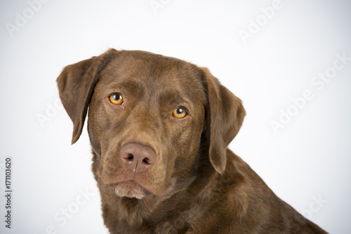 Familien Labrador im Studio