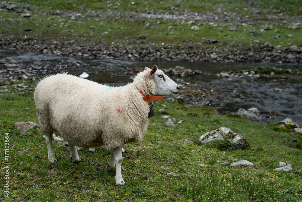 Obraz premium Mountains Sheep