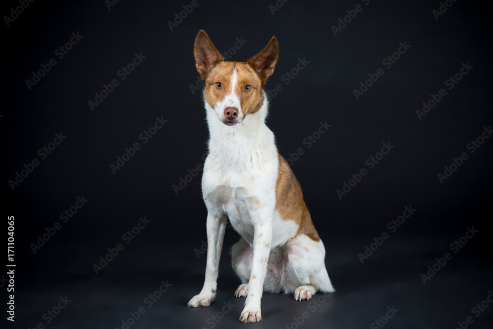 Hund Lina entspannt im Studio auf schwarzem Hintergrund Hund Lina entspannt im Studio auf schwarzem Hintergrund